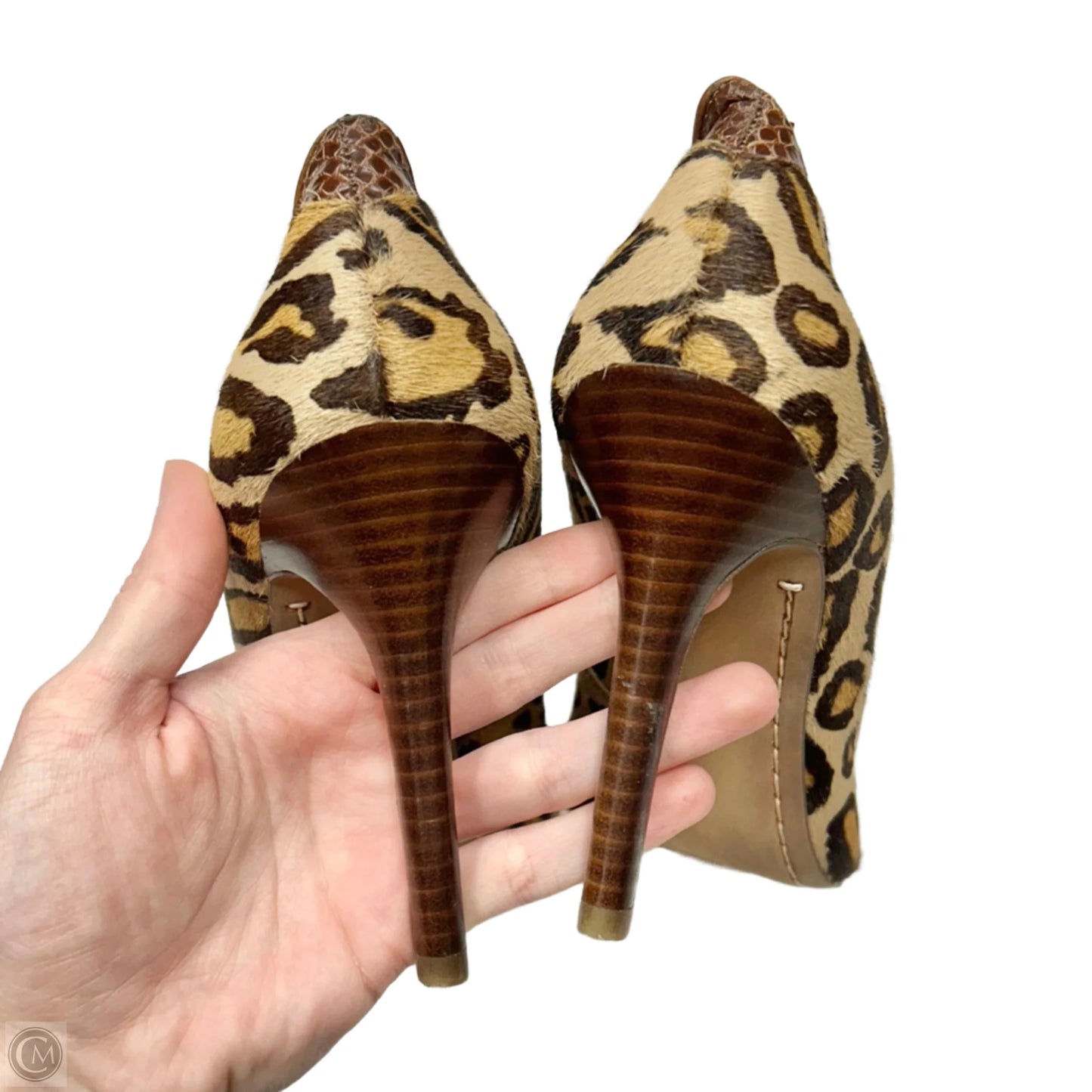 Shoes Heels Stiletto By Sam Edelman In Leopard Print, Size: 7